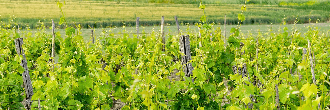 Circuits du vin en Calabre